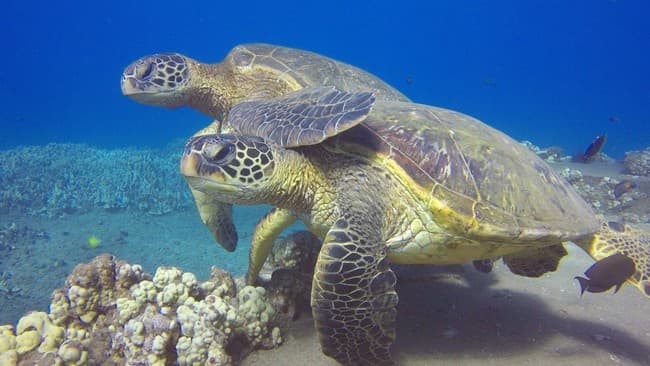 Shark-Turtle-Wreck Shore Dive Lahaina