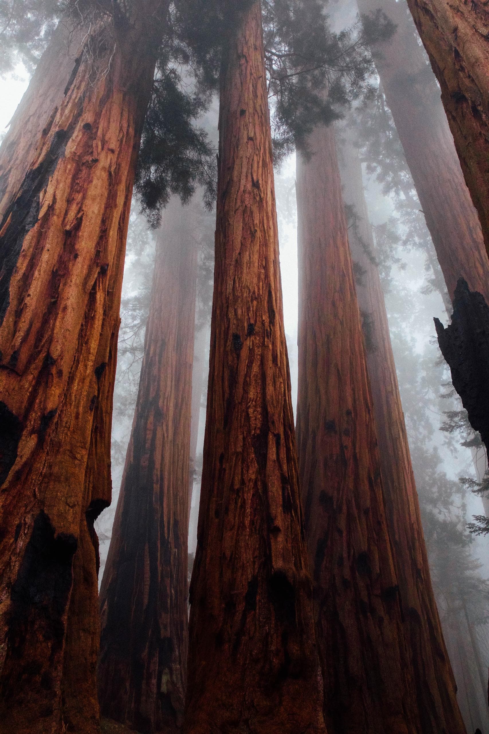 Wake Up and Smell The Redwoods Tour! Crescent City, Ca