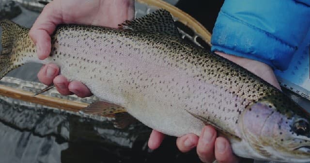 County Fishing Fee