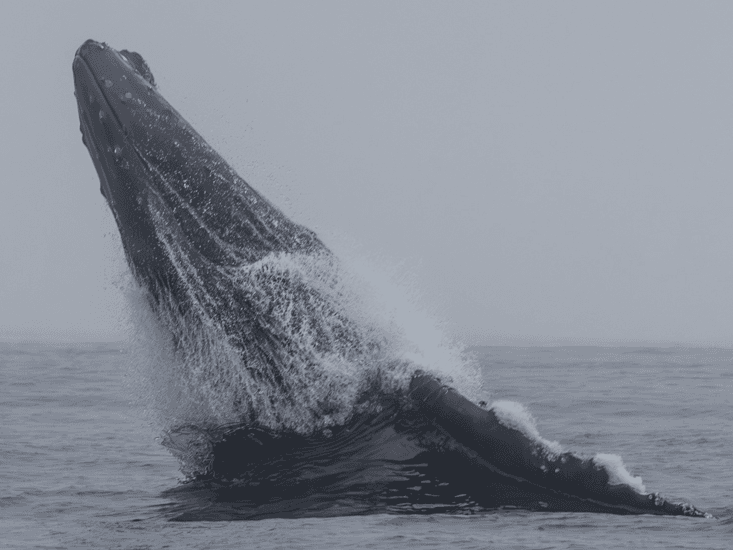 Sunset Whale Watch Tour