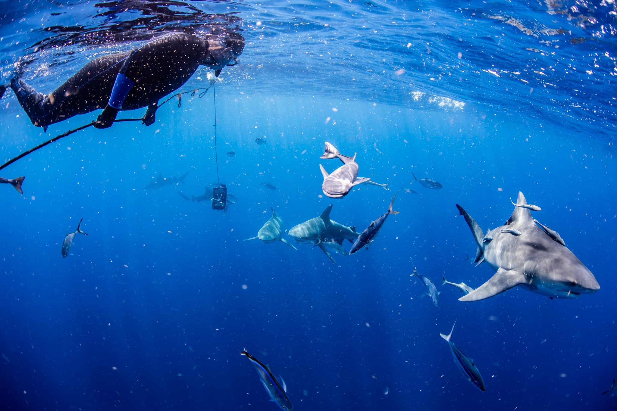 Private Shark Snorkeling Expedition | Swim with Sharks