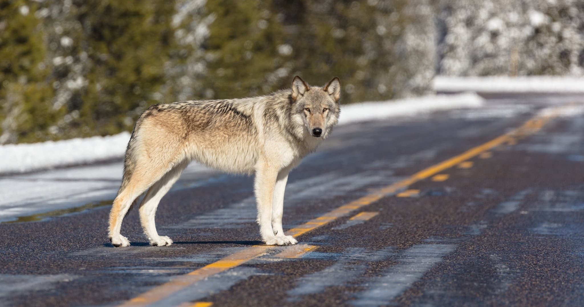 Winter Wolf & Wildlife Tour