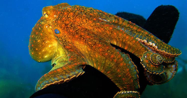 Night Snorkeling