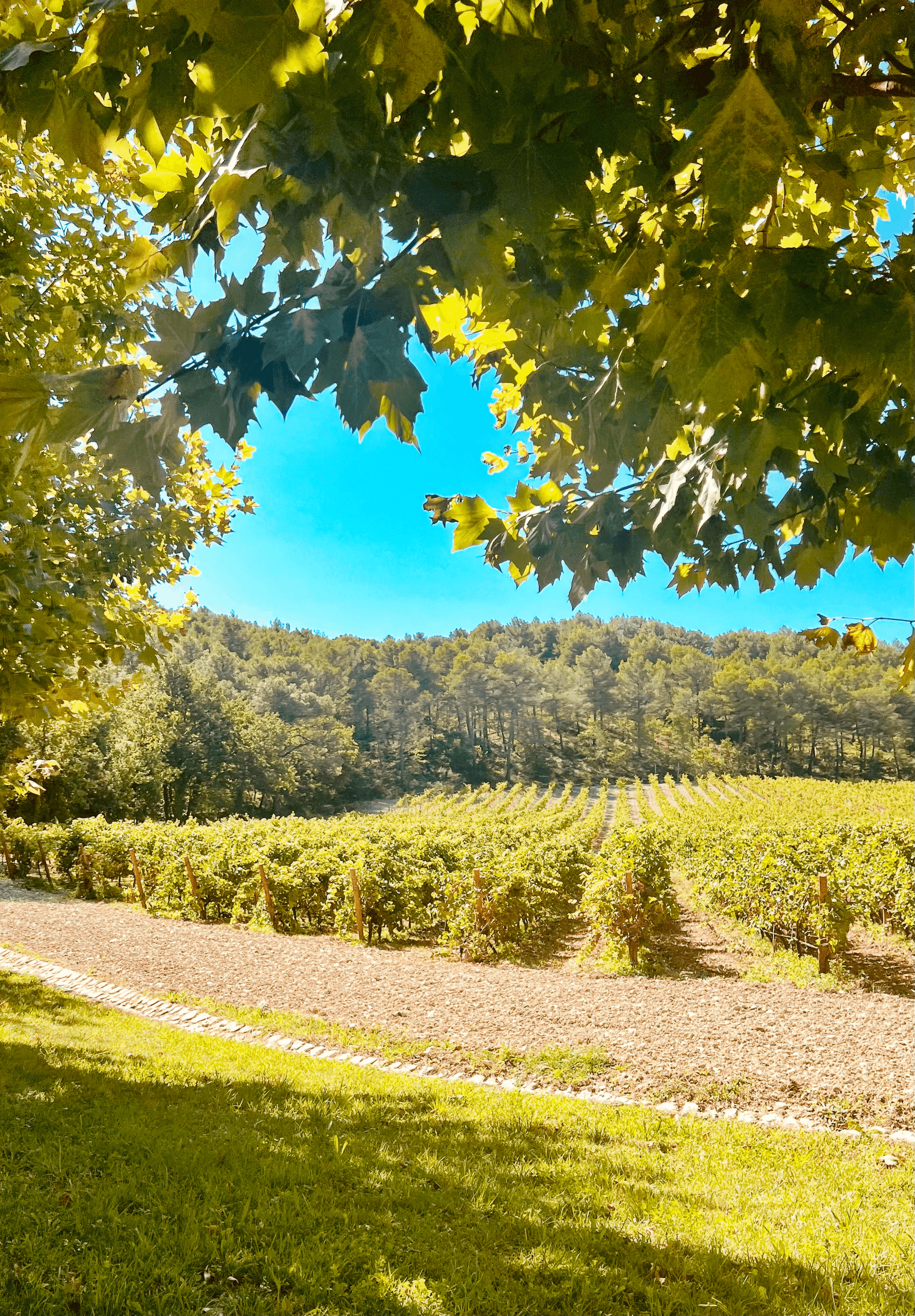 Wine Tasting Half Day (Cruise Ship Only)