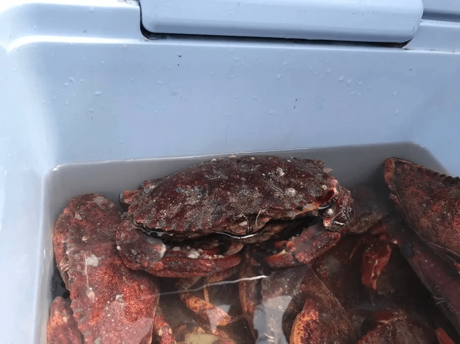 Crab & Cook II