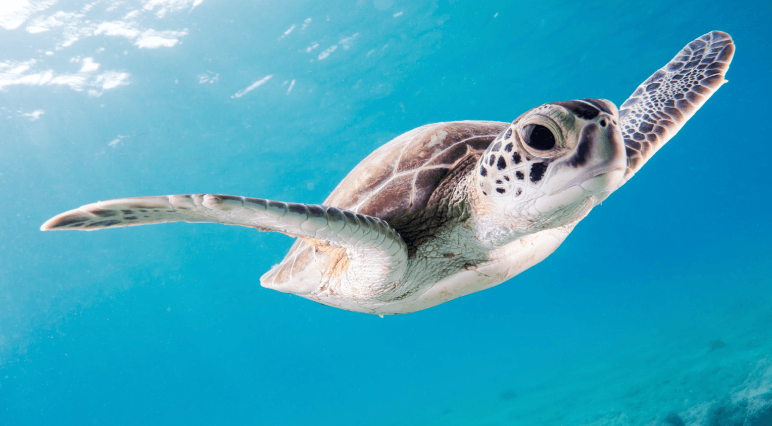 Turtle Town Snorkel with Photo and Video