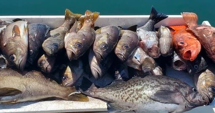 Afternoon Near Shore Rock Fish & Lingcod