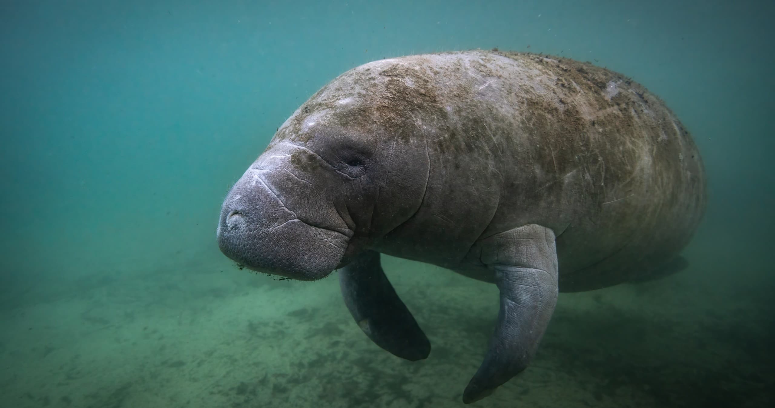 3 Hour Private Manatee PLUS+ 30ft Heated Deluxe Pontoon Onboard Restroom