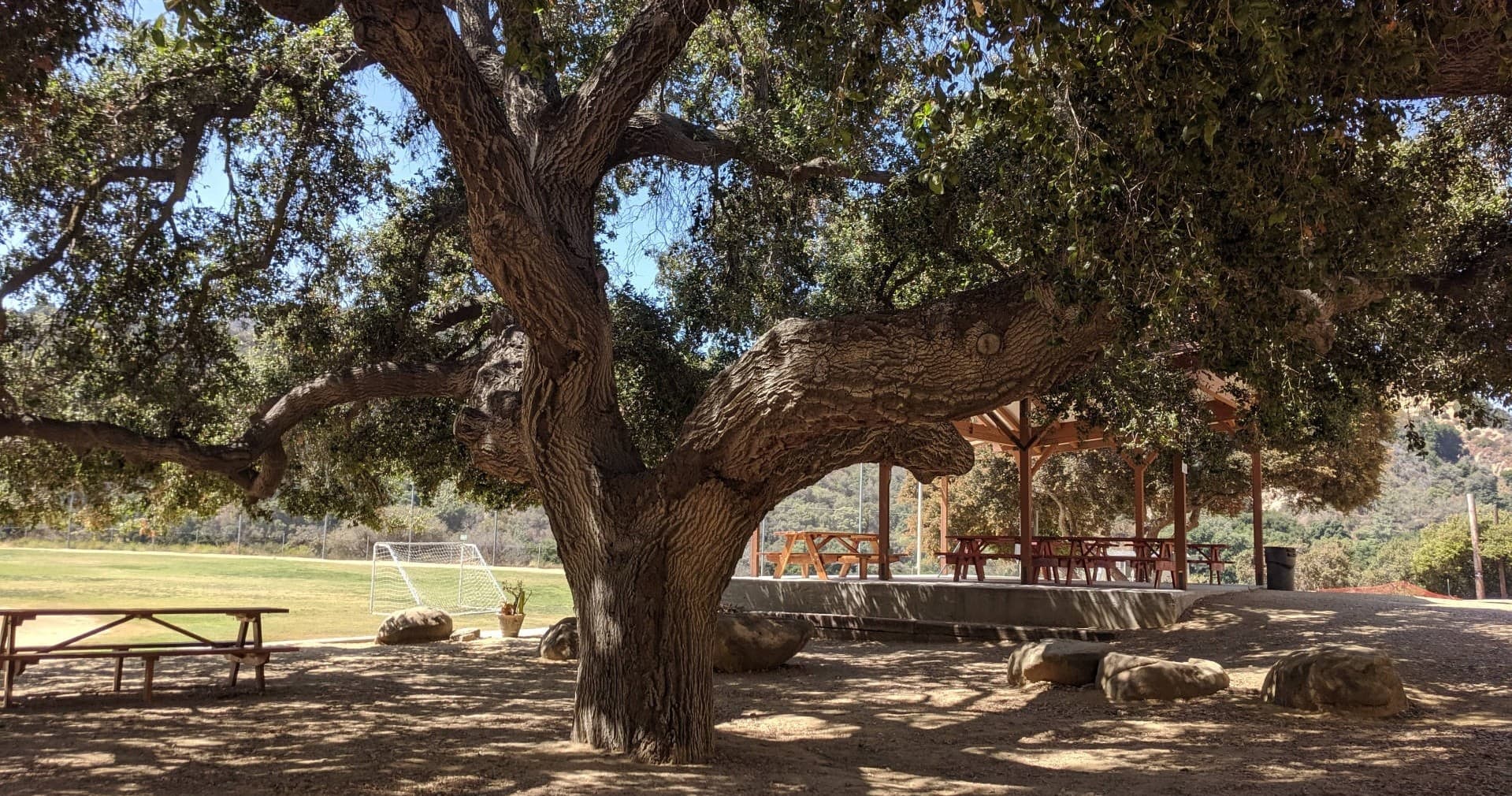 Picnic Rentals under the Oak Tree