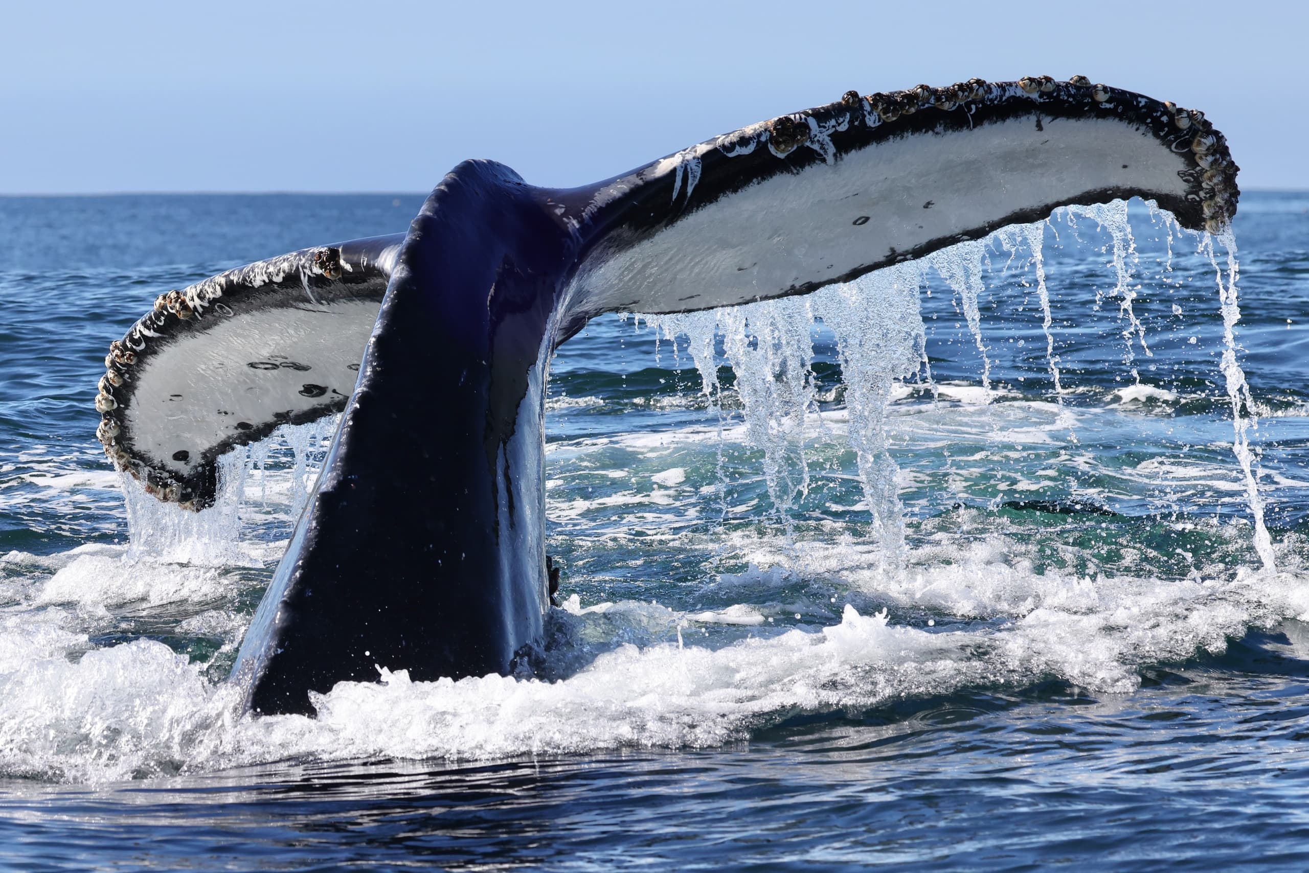 Whale Watching Expedition
