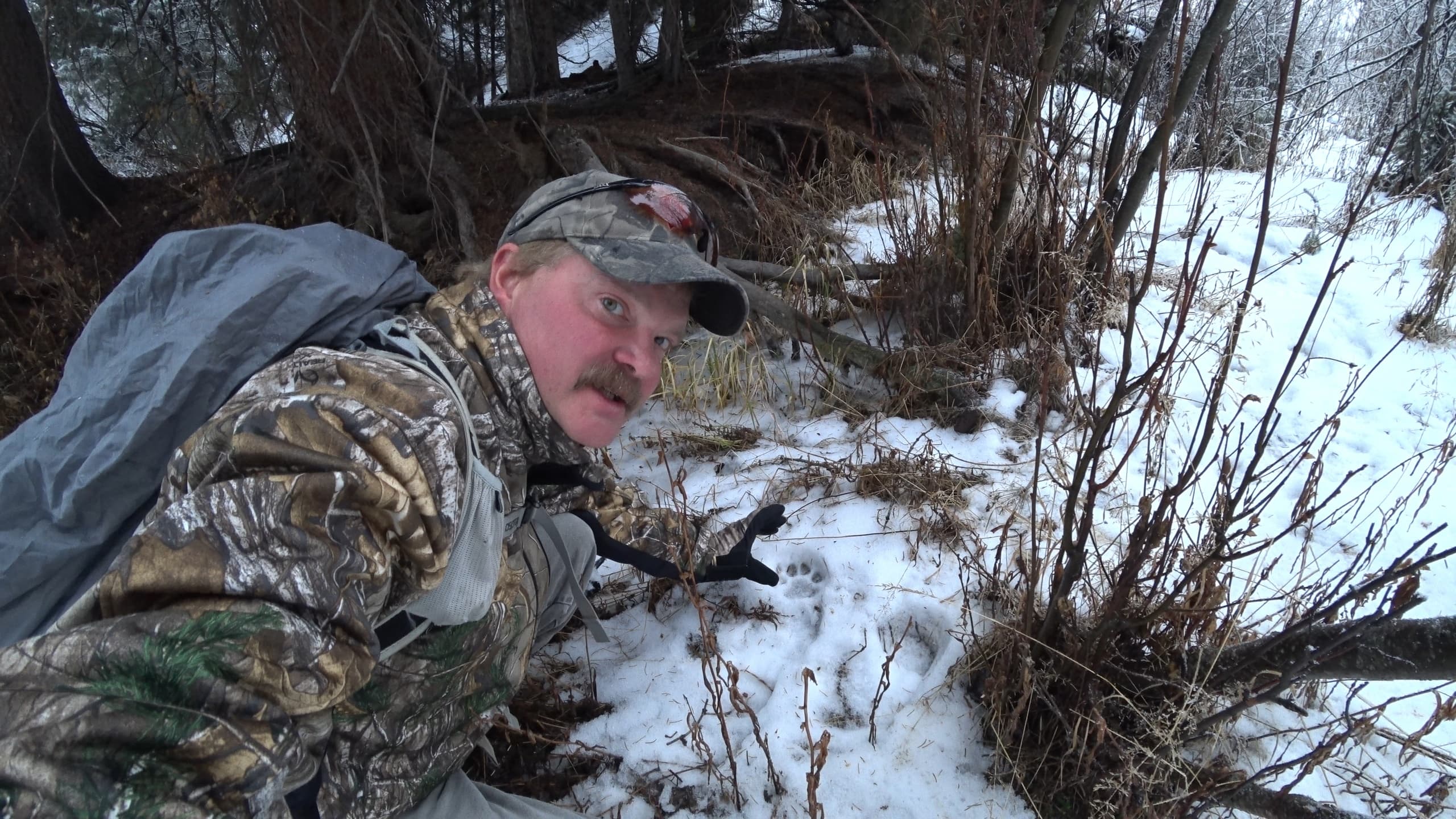 Cougar Tracking