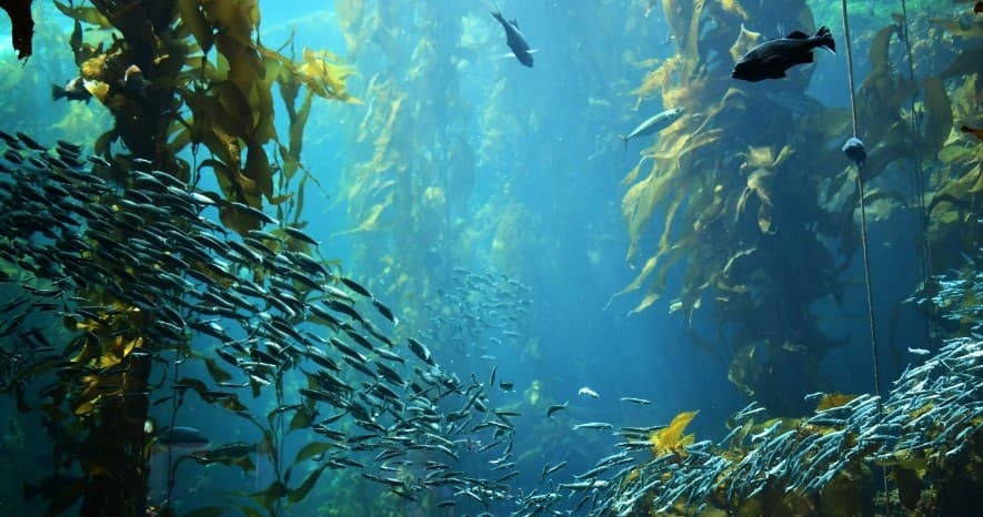 Kelp Forest Spearfishing Adventure