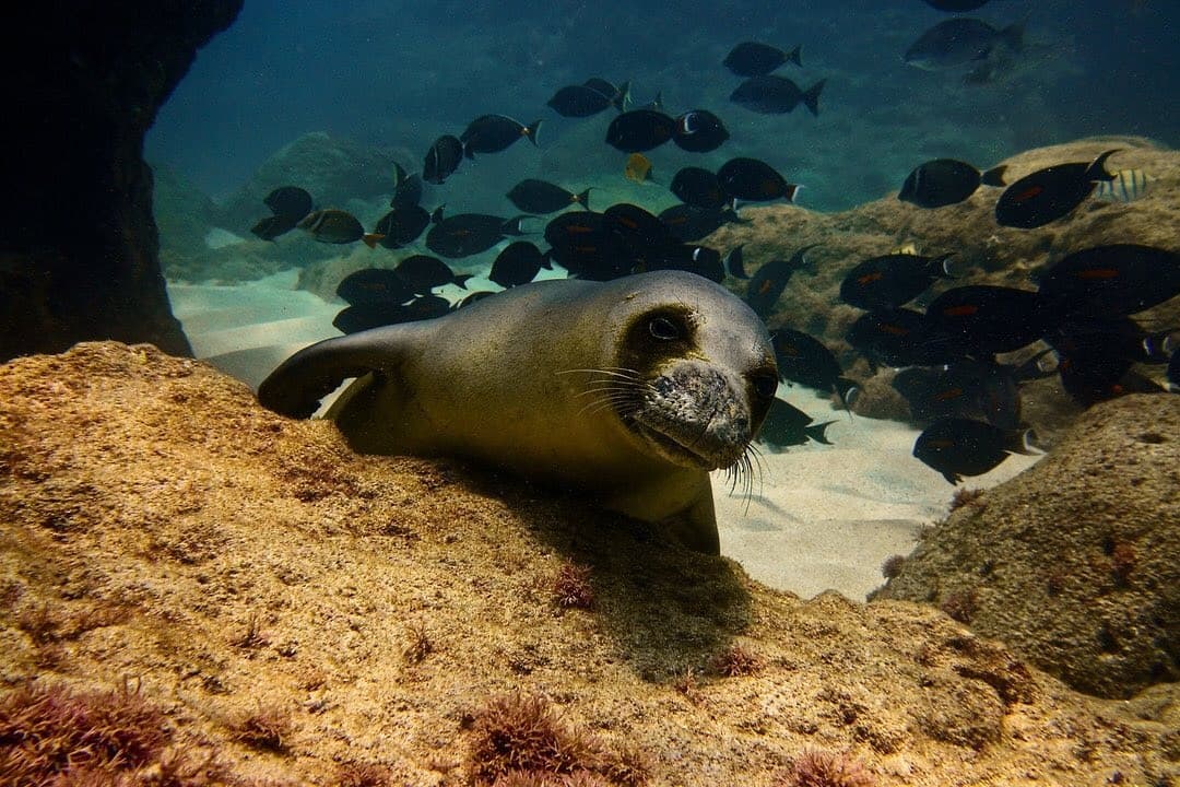 Shallow Reef Dives