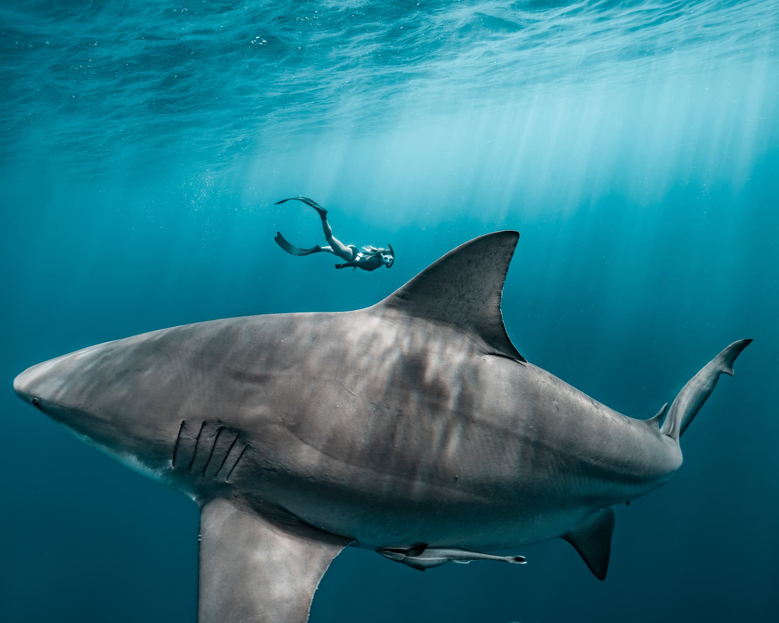 Shark Charters