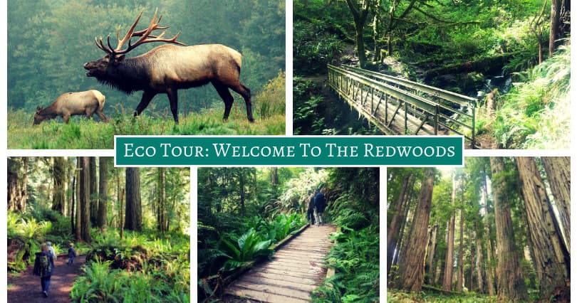 Explore the Best of the Redwoods