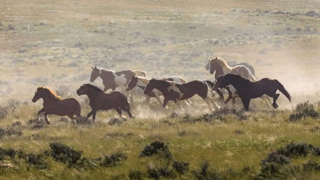 3 Day Wild West Safari