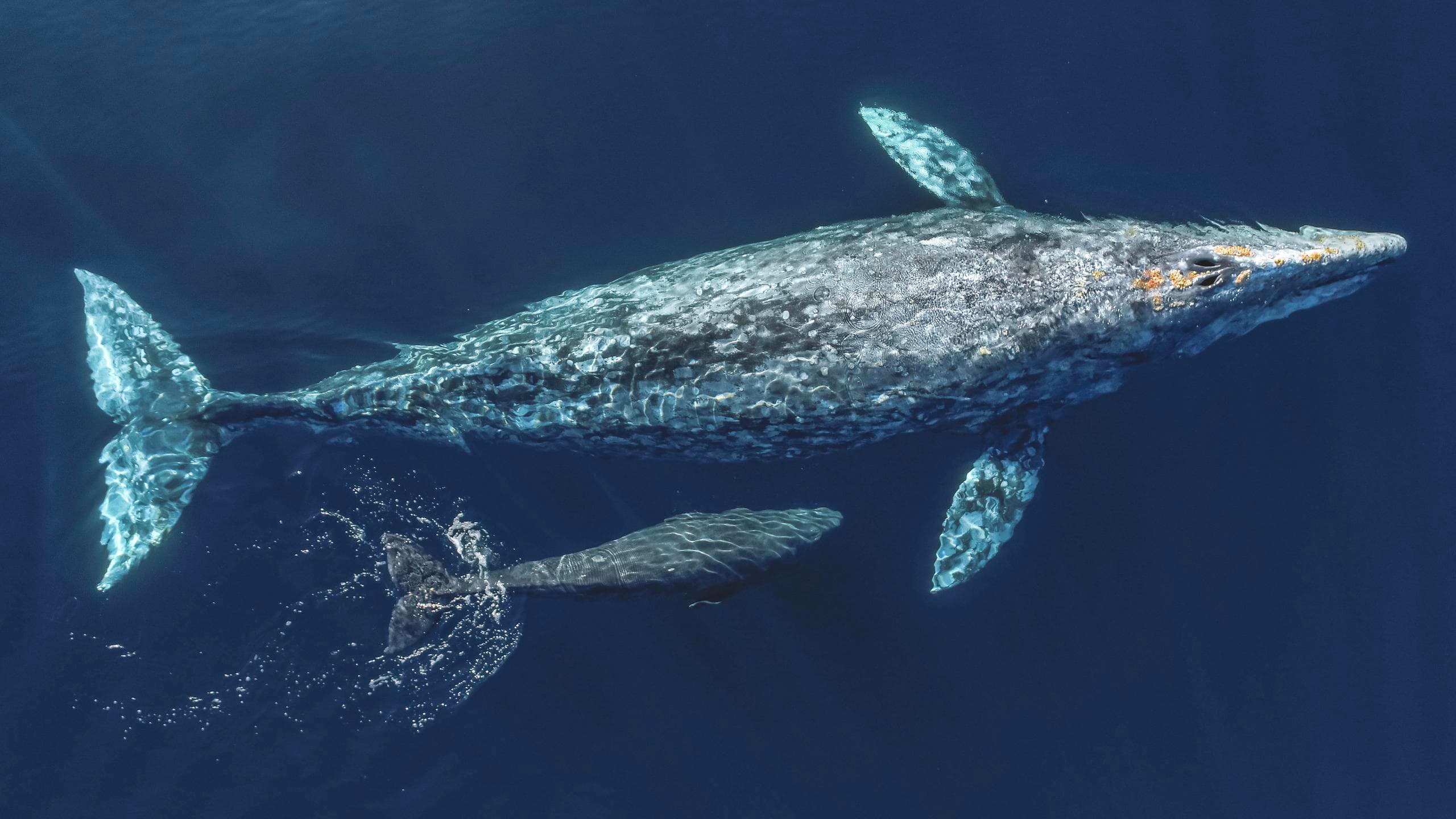 Signature Dolphin and Whale Watching Trip (2.5hrs approx.)