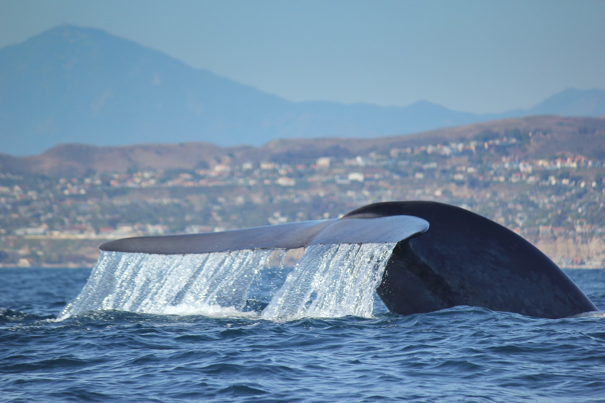 Private Dolphin & Whale Adventure (2.5 Hours)