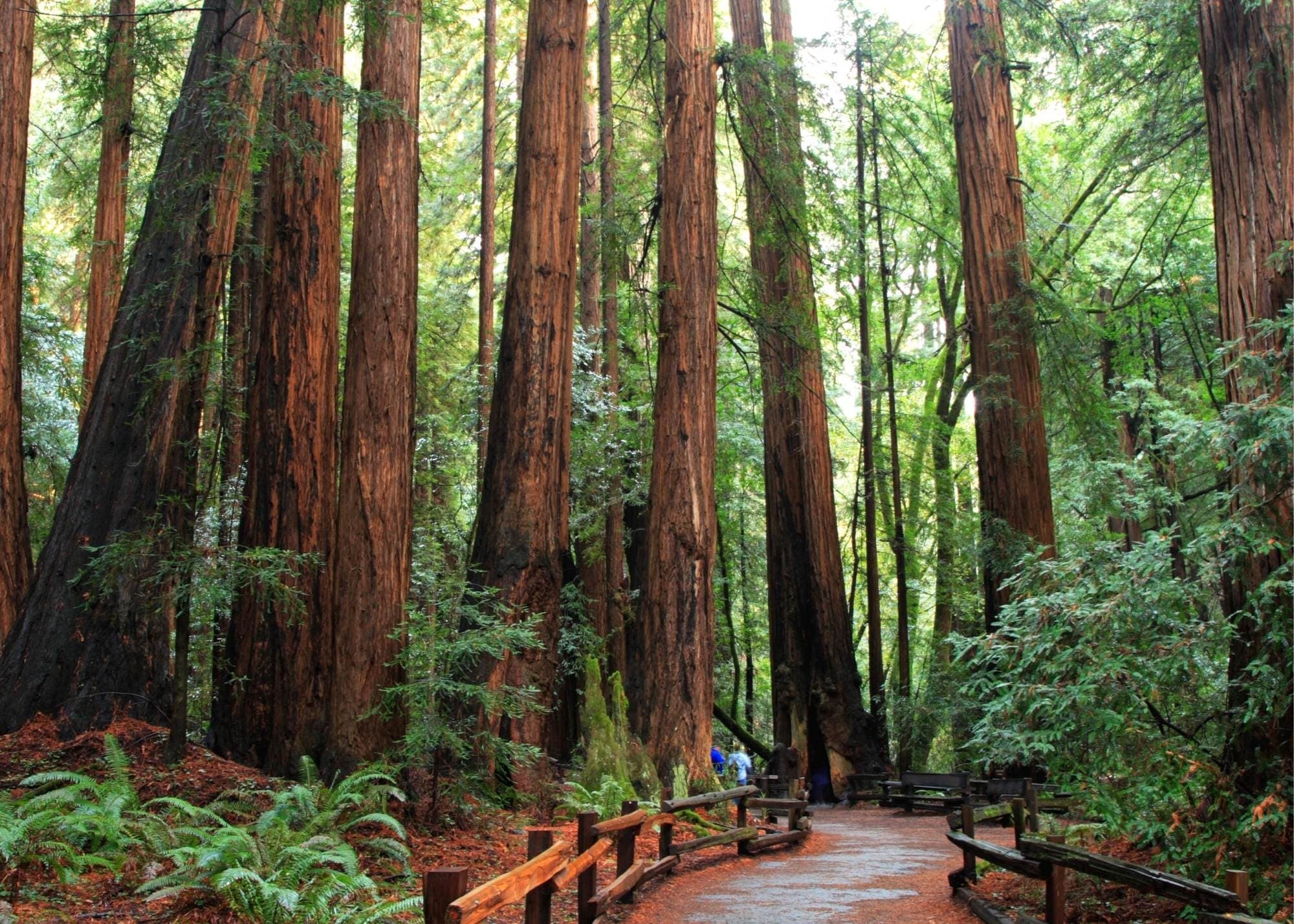 Helicopter - Muir Woods & Aerial Adventure: Hike Among Redwood Giants & Fly Over the City Skyline