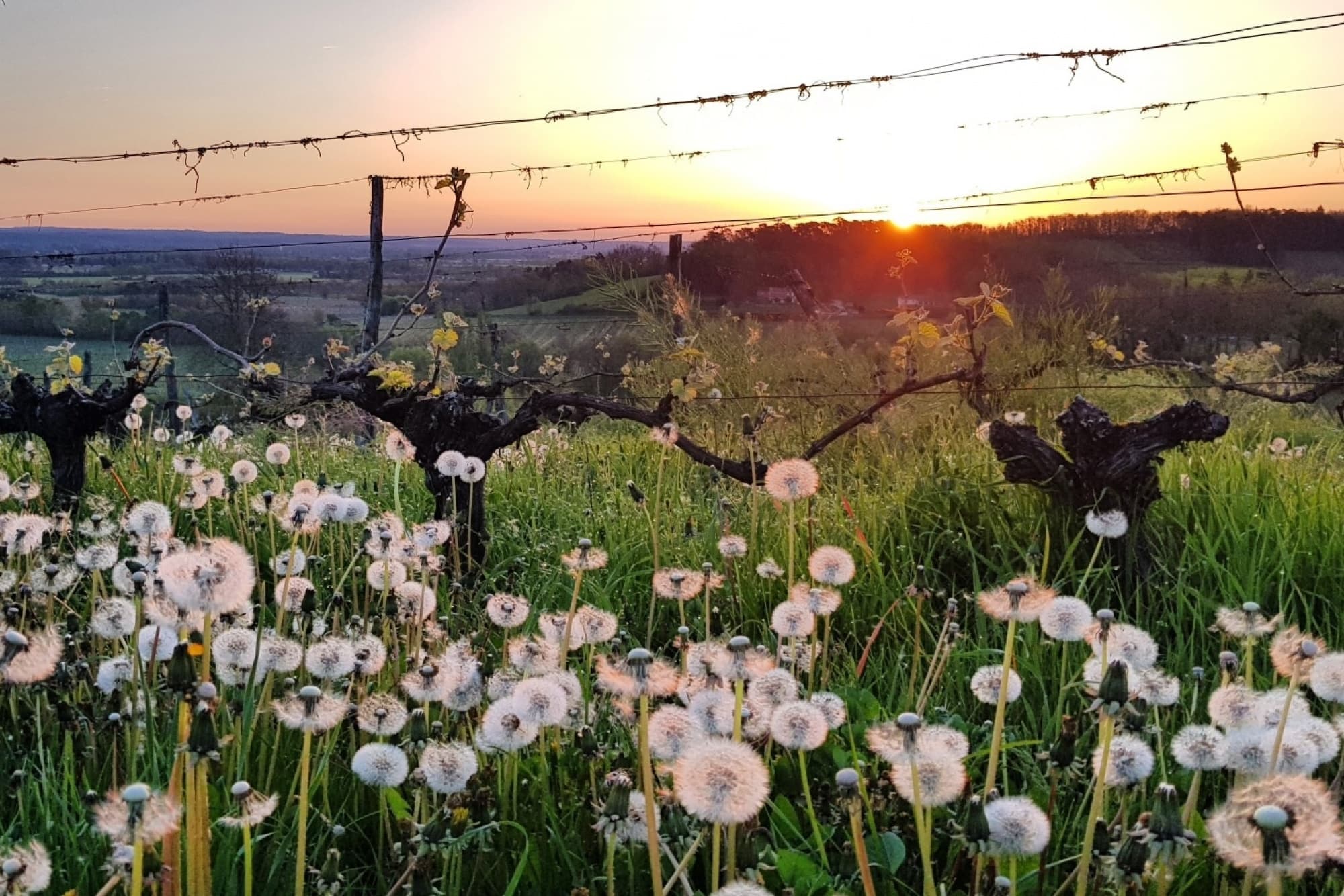 Two Hour Yoga in The Vines