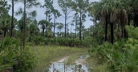 Fakahatchee Strand Safari