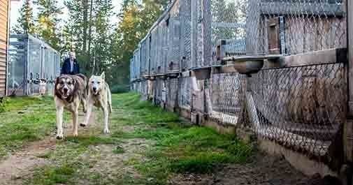 Kennel Visit & Short Husky Ride