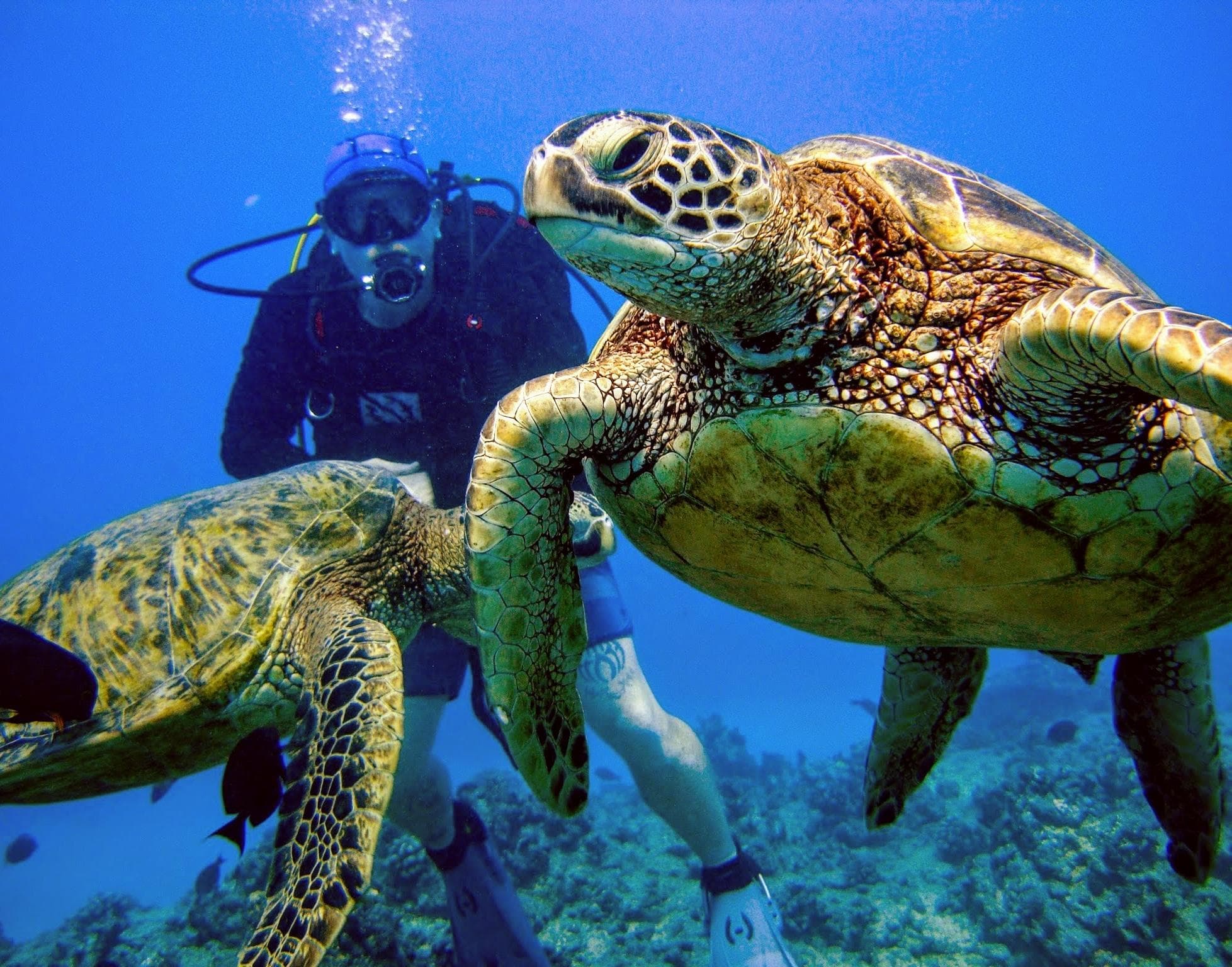 Two Tank Dive Reef Explorer