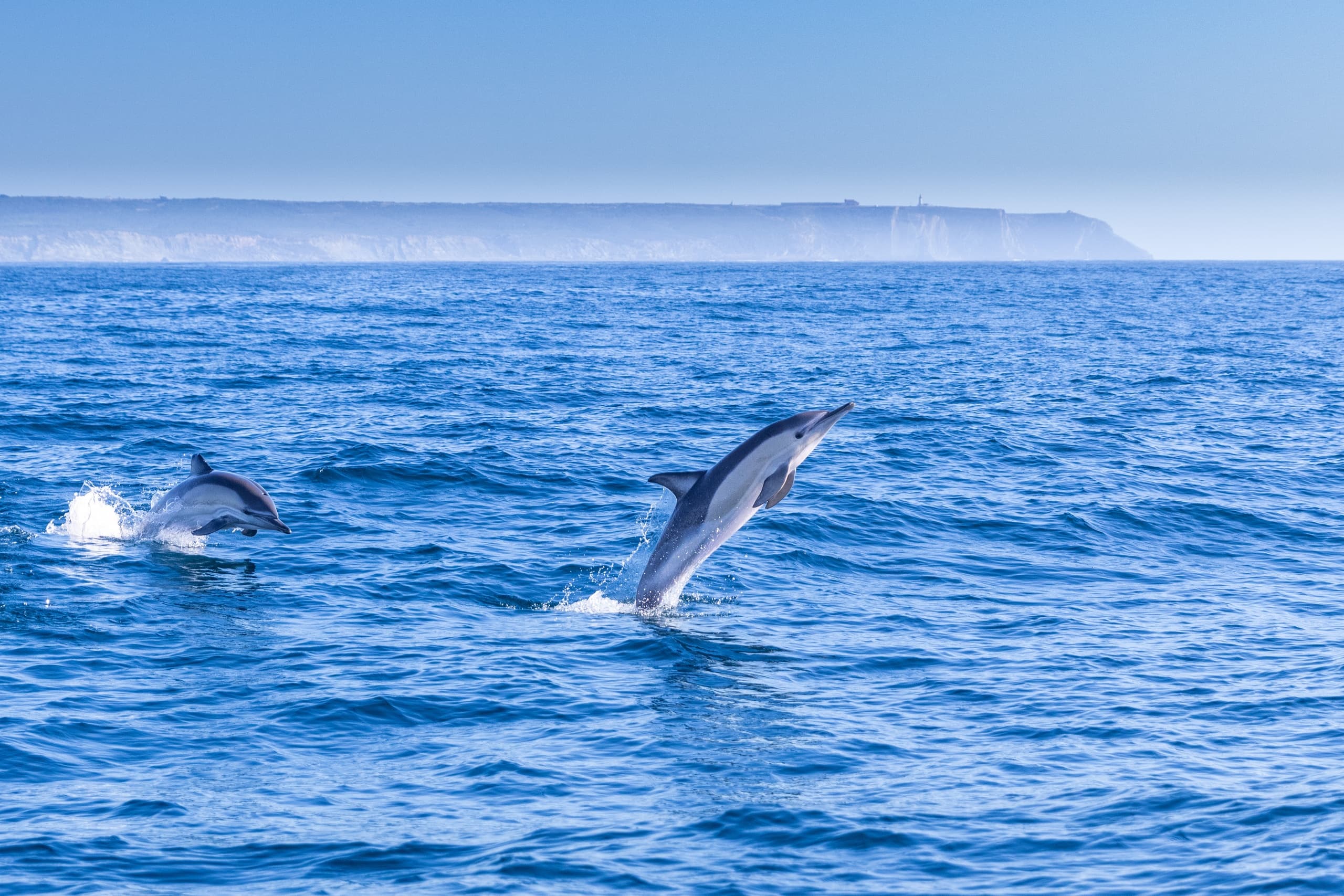 Dolphin Watching