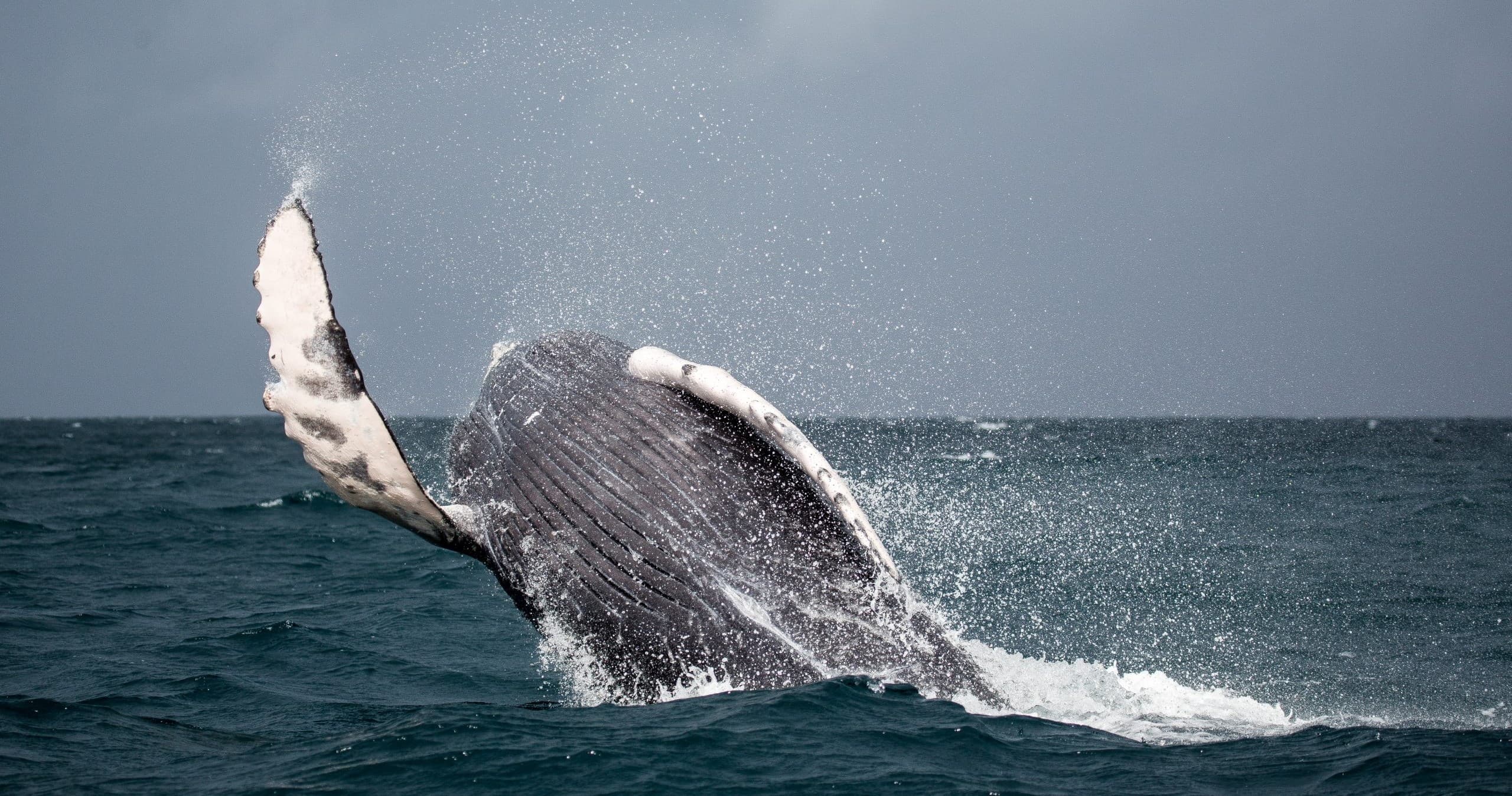 Whale Watching Cruise