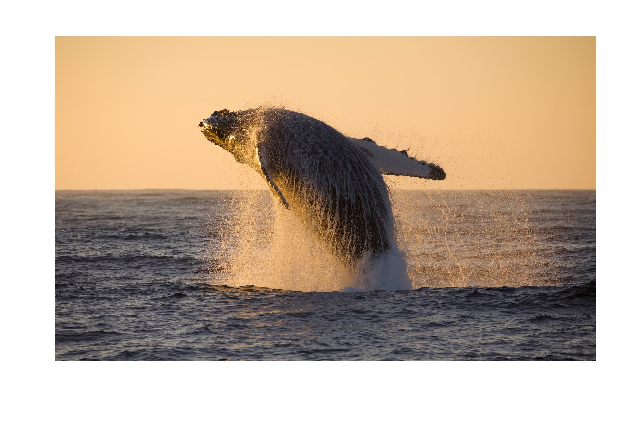 Extended Whale Watching Expedition