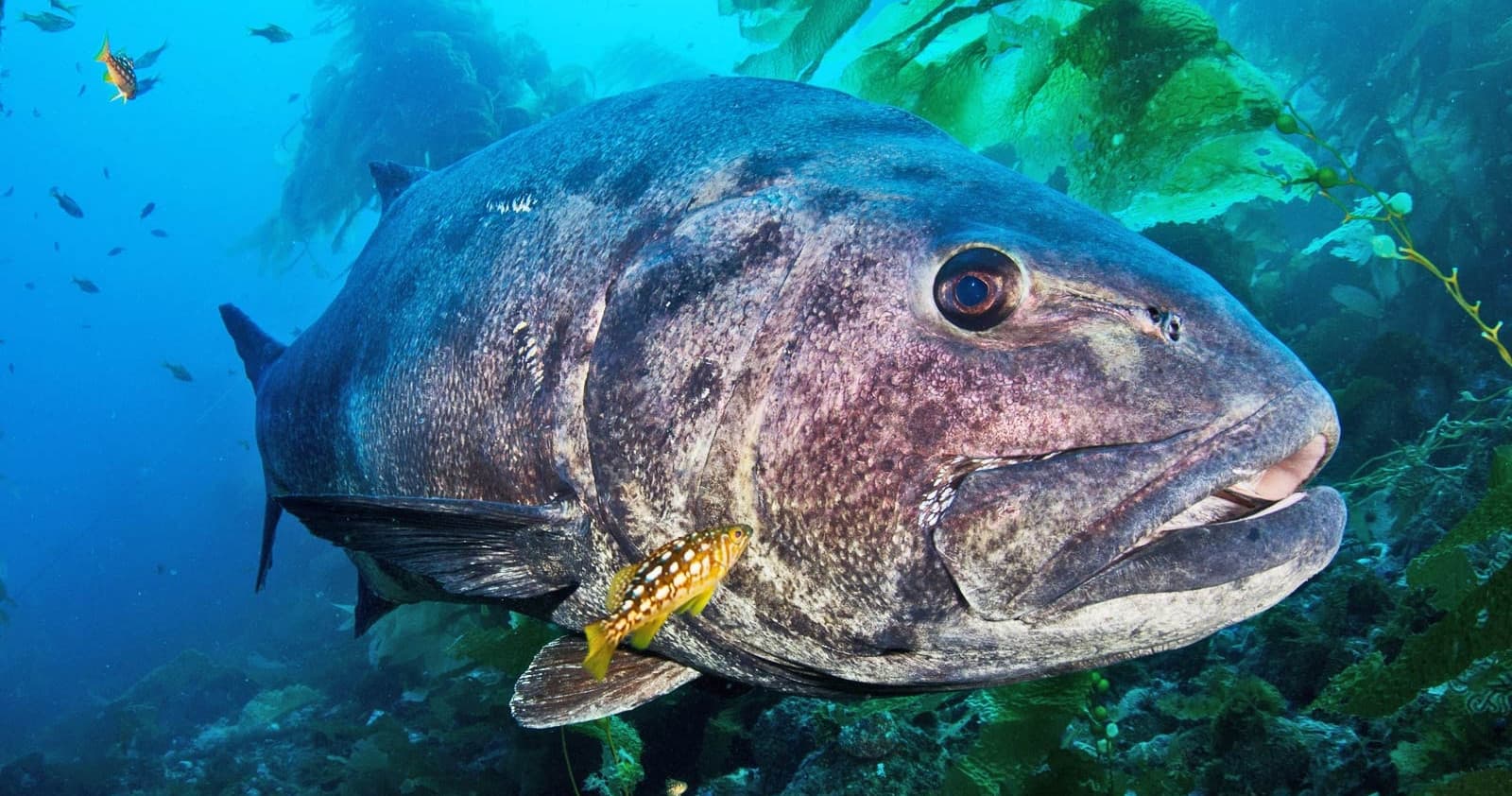 Guided Scuba Dive (For Certified Divers)