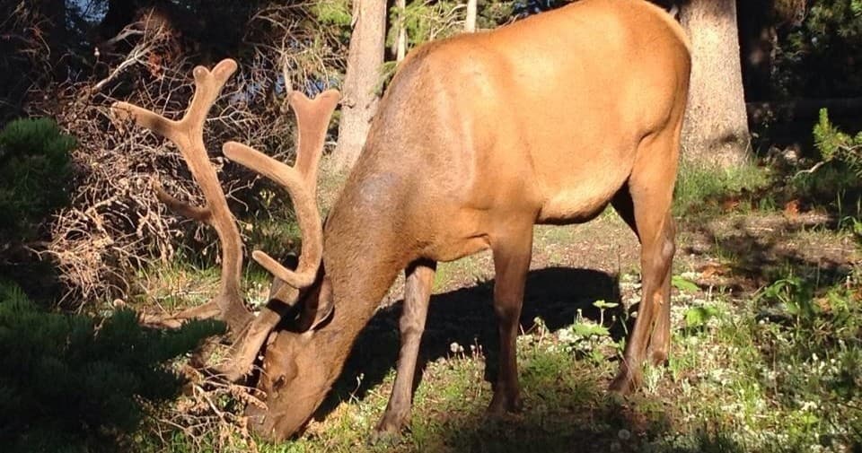 Sunrise Wildlife Driving Tour + Hike