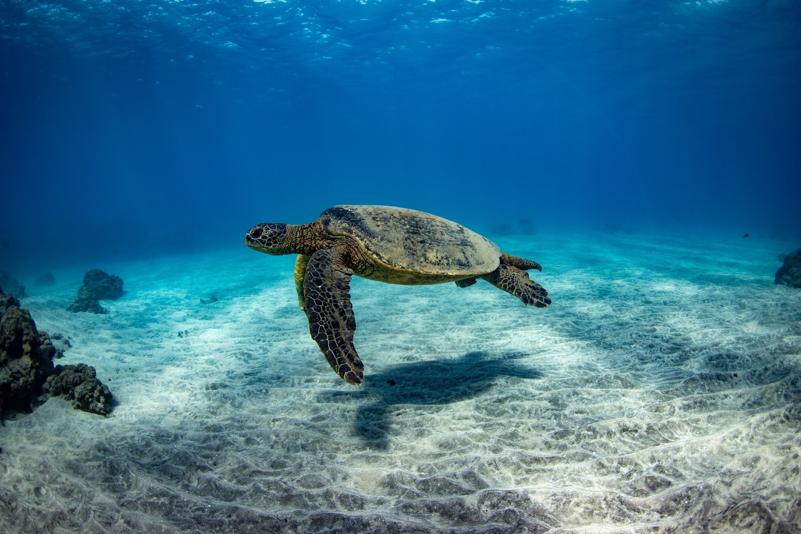 Turtle Reef Afternoon Snorkel