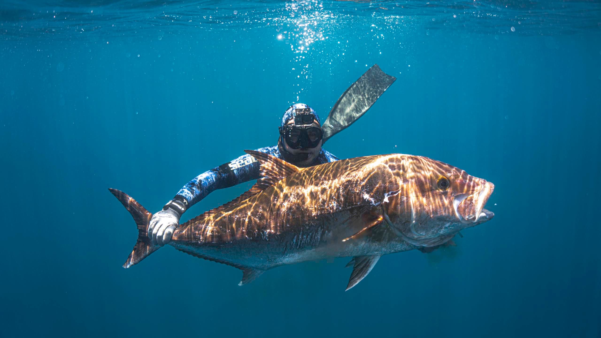 Spearfishing in Baja