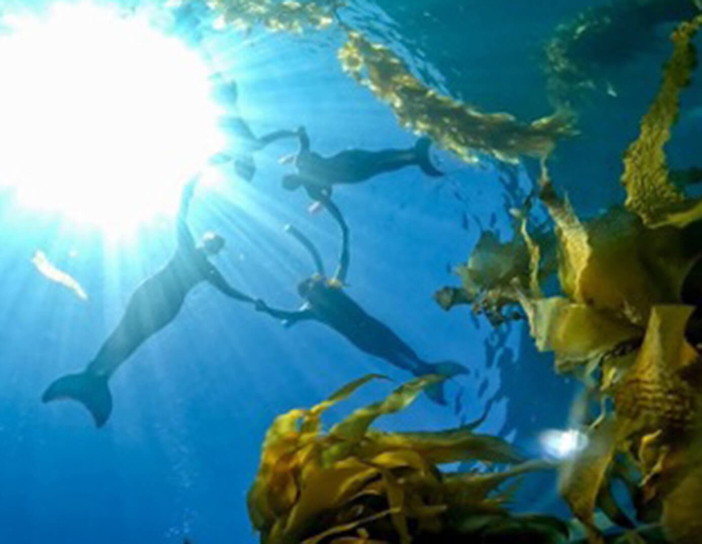 Catalina Island Mermaid Underwater Photoshoot