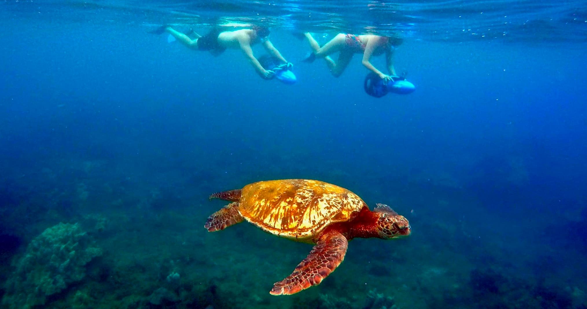 Private Snorkeling Tour - Wailea Beach