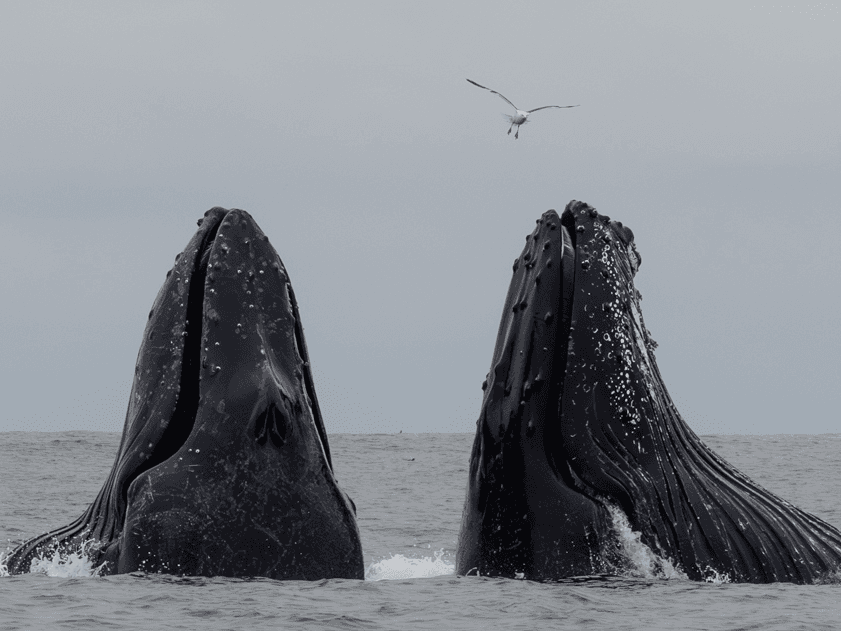 Four Hour Whale Watch Tour