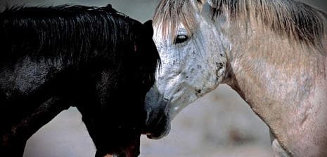 Horses 101