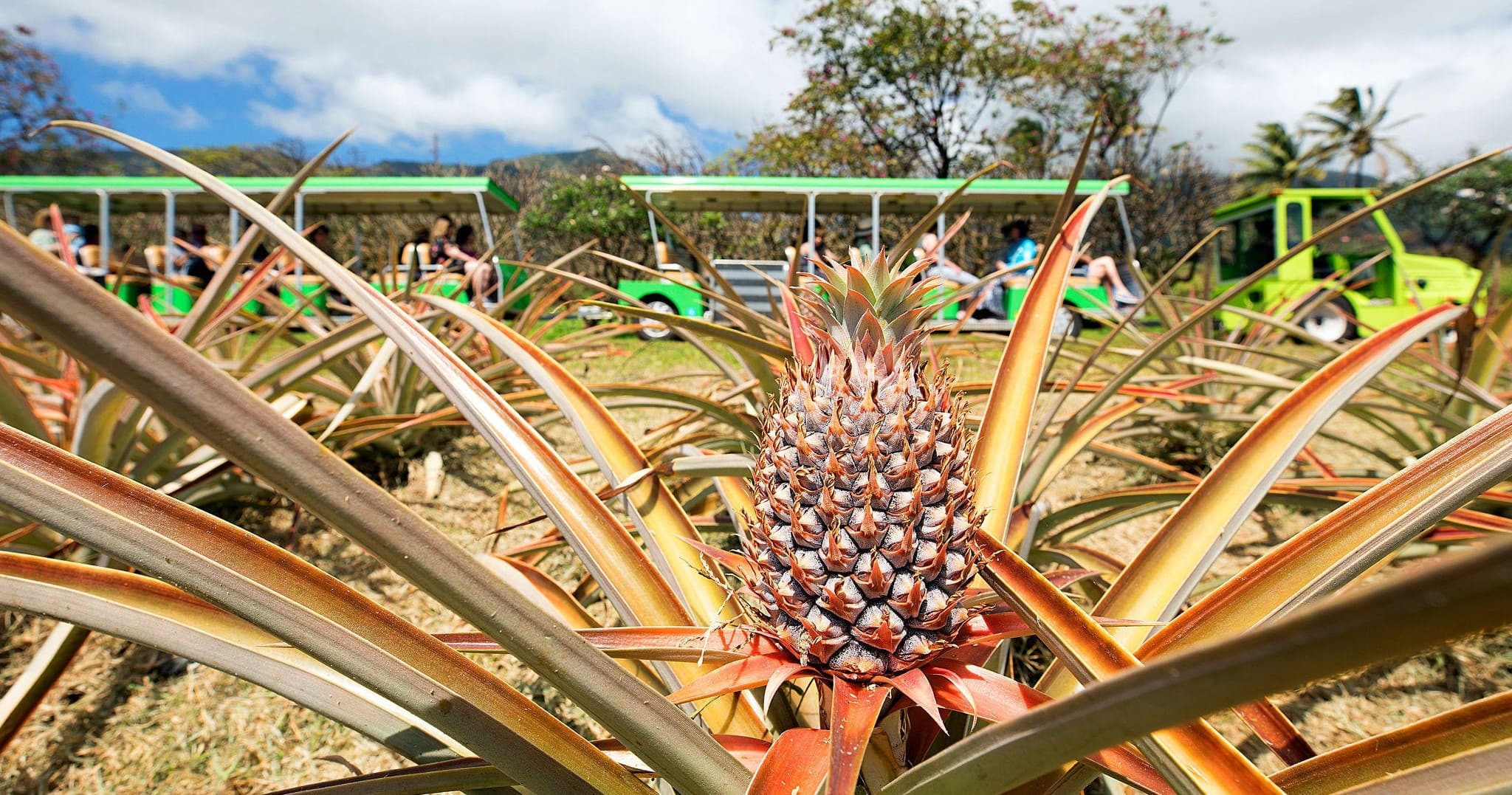 Tropical Express Tour