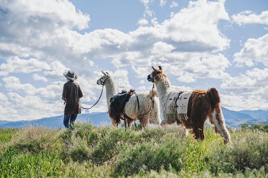 Llama Day Trek