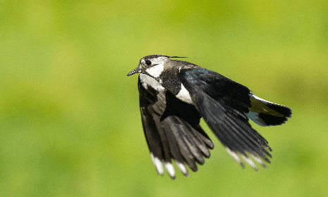 Bird Watching in the Stockholm Archipelago