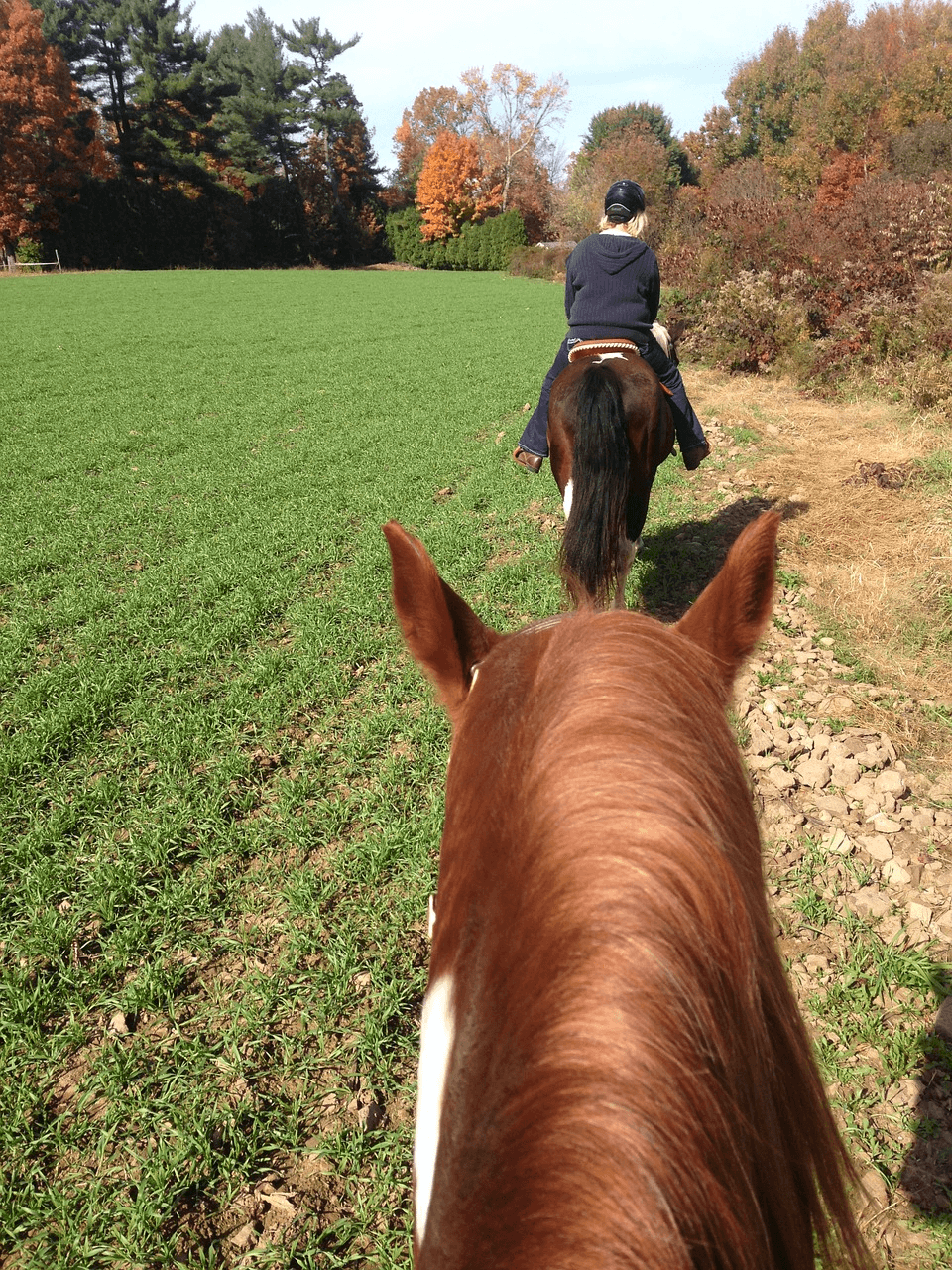 Basic Horse Lesson