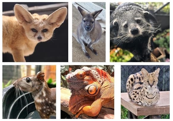 Ultimate Animal Interaction - Package of 3