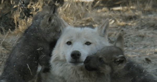 Wolf Conservation Tour
