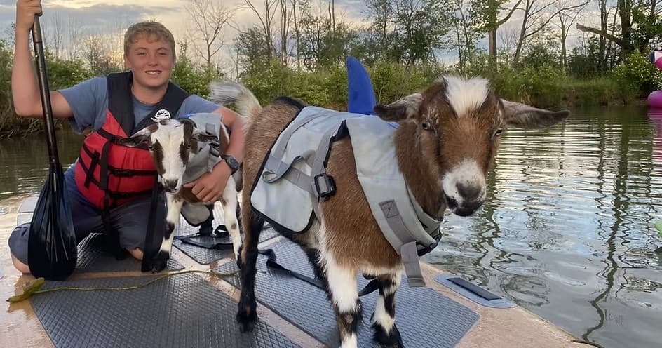 Paddleboarding With Goats!
