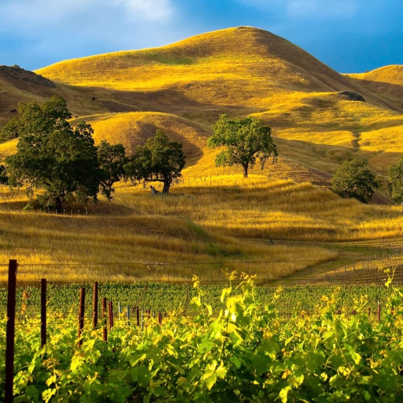 Santa Barbara Wine Country from LA Vineyard