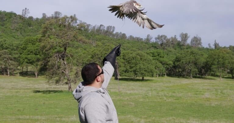 The Falconry Experience