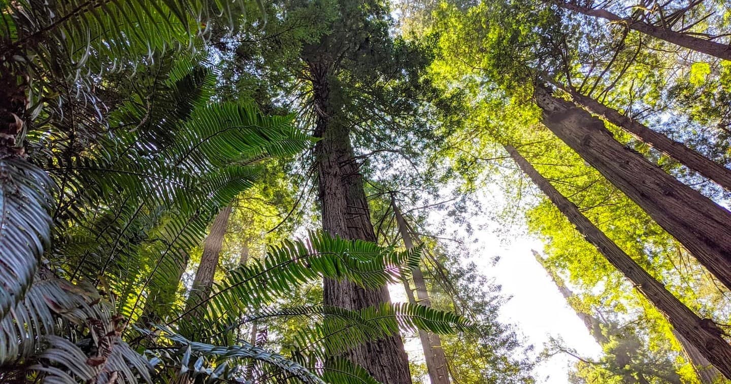 Half Day Worlds Tallest Trees Tour