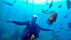 Scuba Dive Catalina