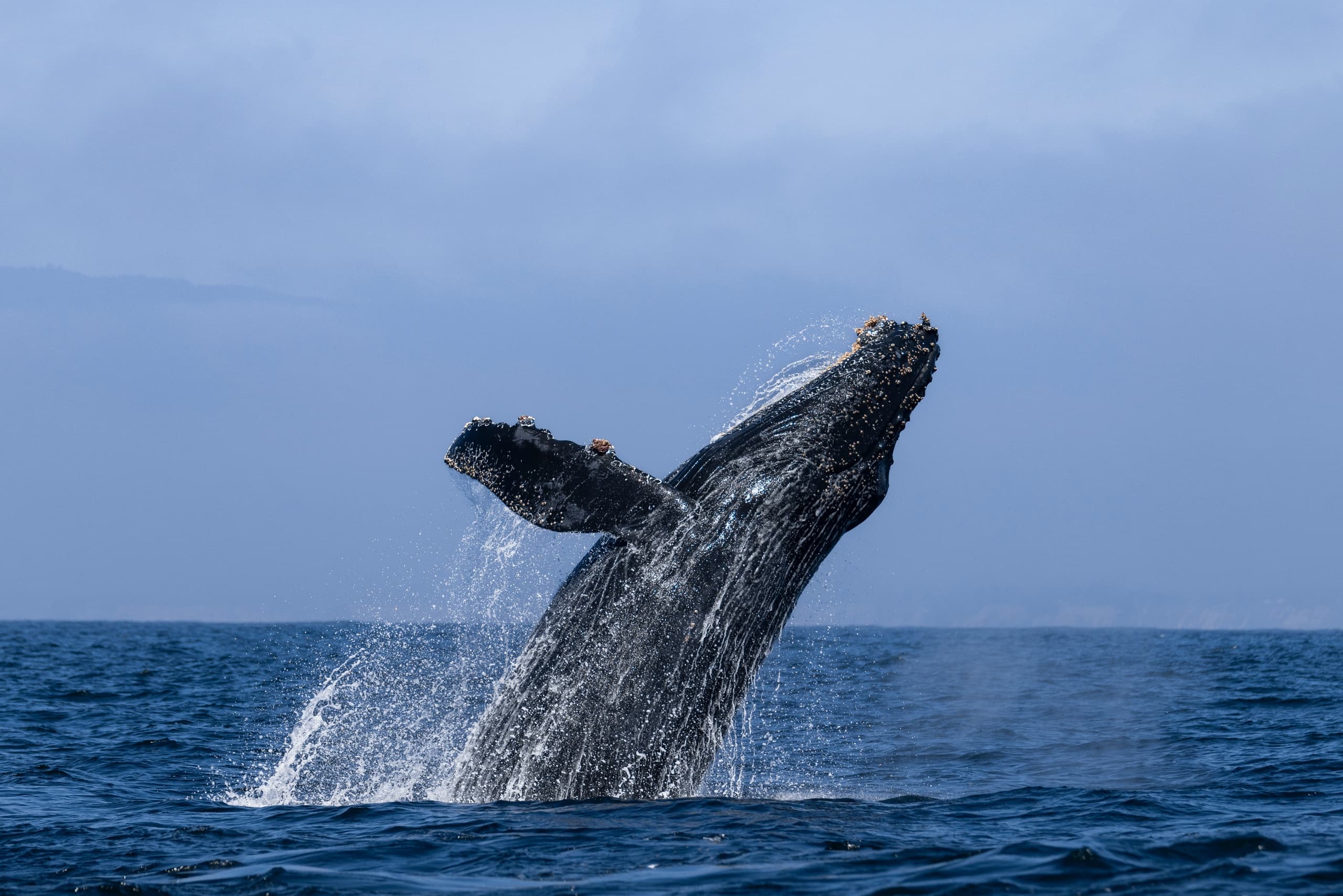 Summer Whale Watching